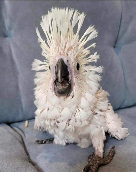 Image redimensionnée